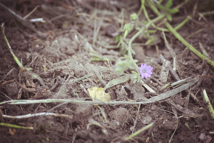 nature