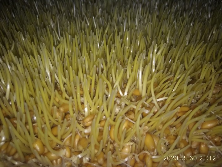 #wheat