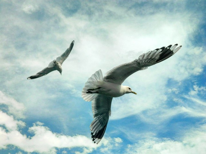 birds