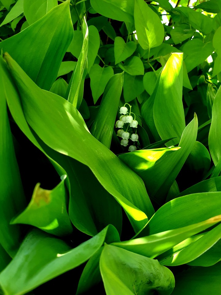 May-lily