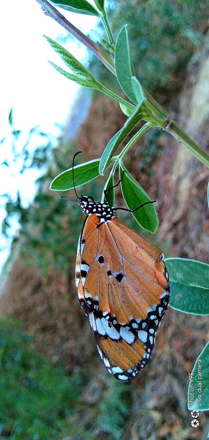 butterfly