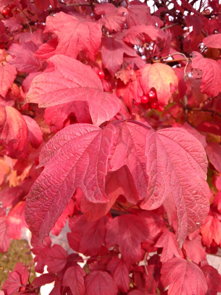 Red autumn leaves