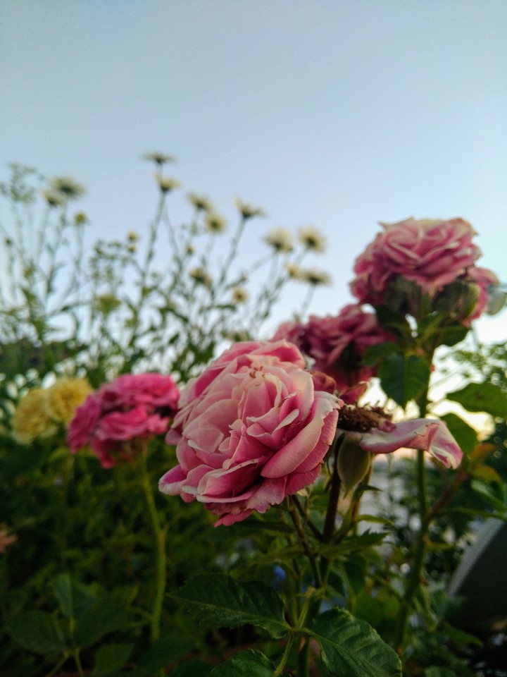 rose garden