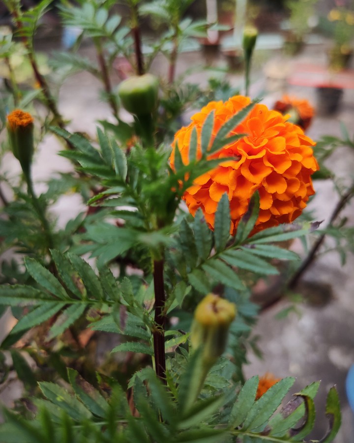 Marigold