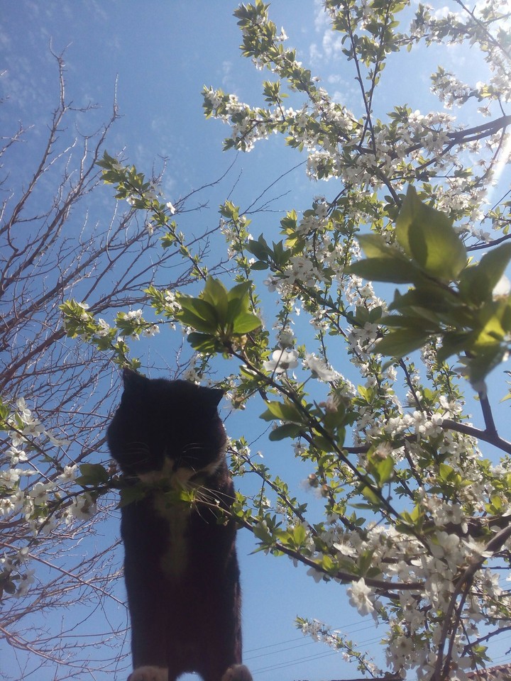 cat love spring