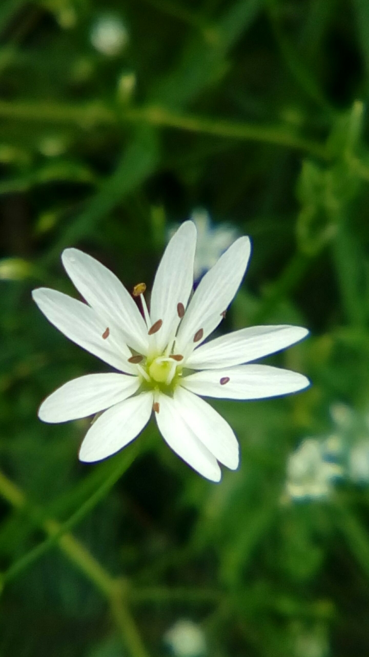 (*^o^*)