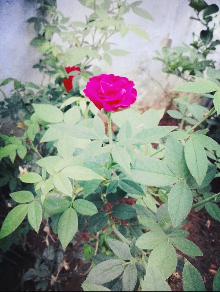 Rose's