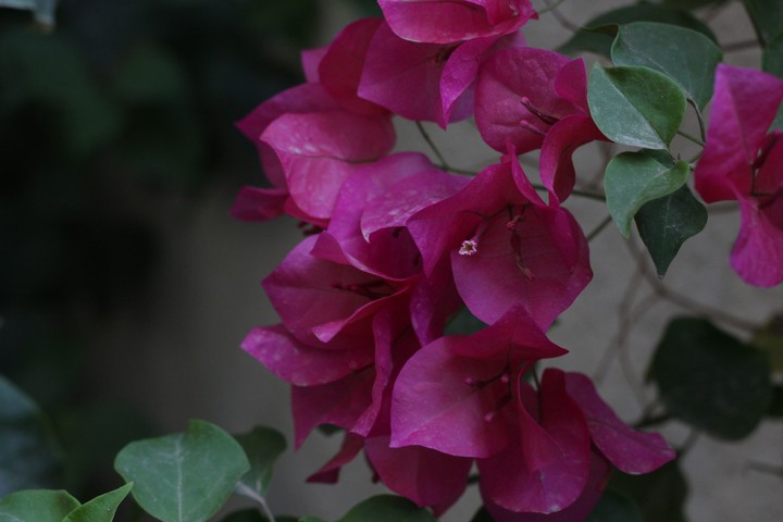 Flowers
