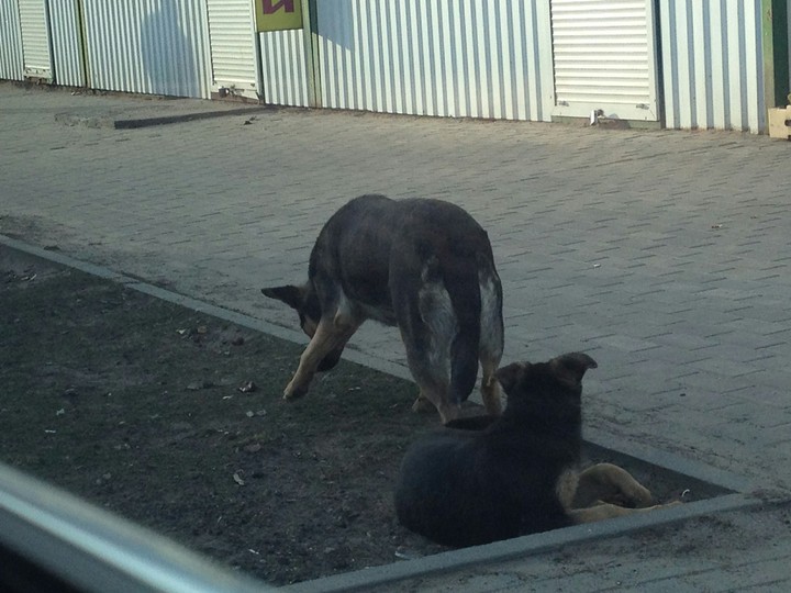 Dogs....