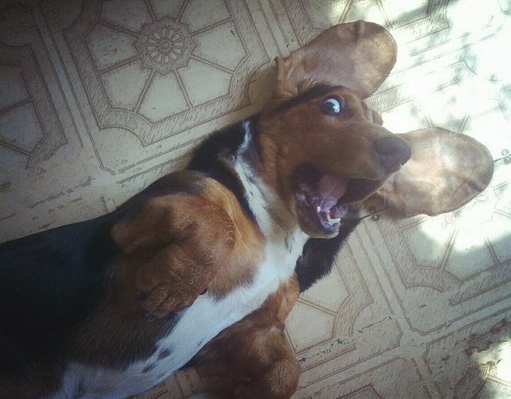 Basset