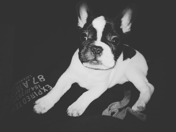 My dog