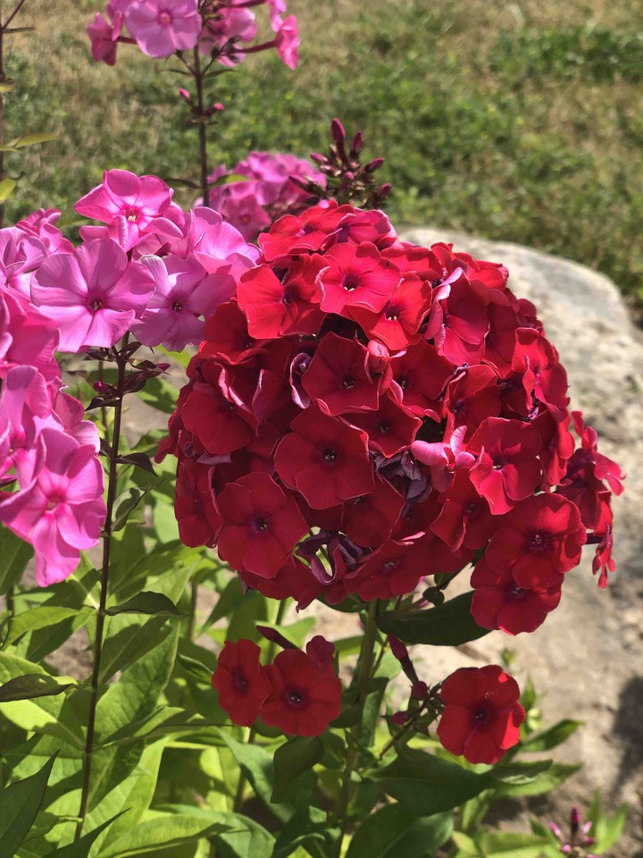 fleurs