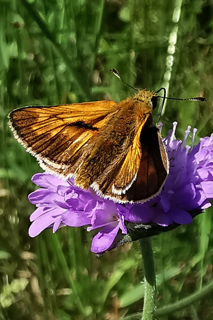 Motyl