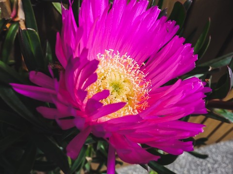 обои flower, magenta