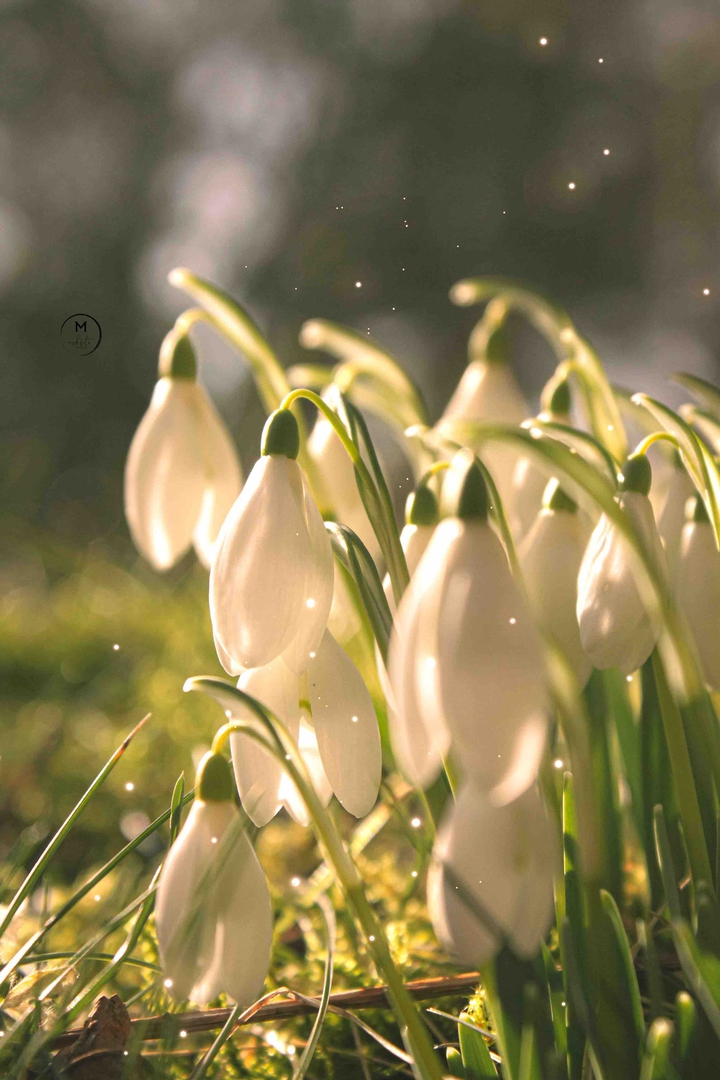 Snowdrops
