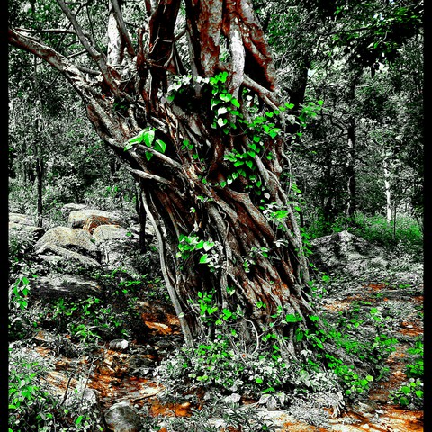 forest.