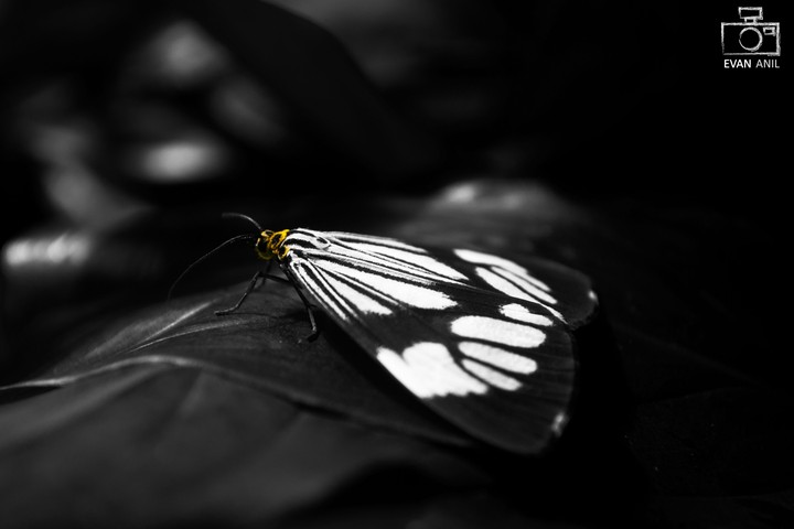 butterfly
