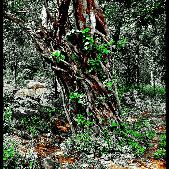 forest.