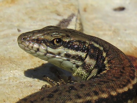 lizard