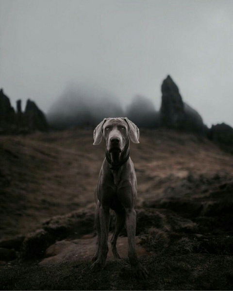 Собака