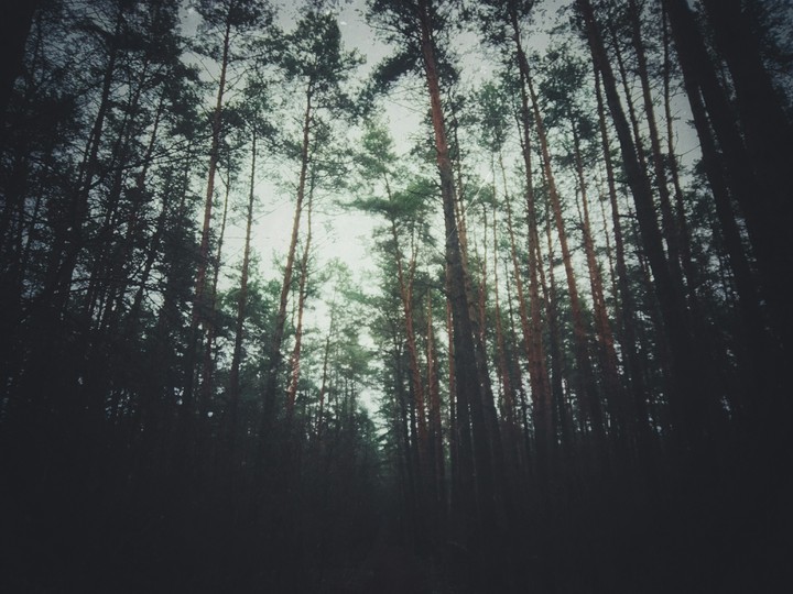 forest