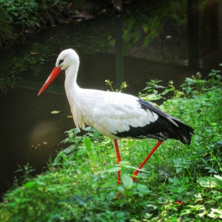 stork