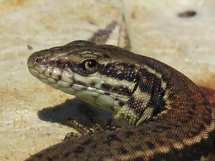 lizard