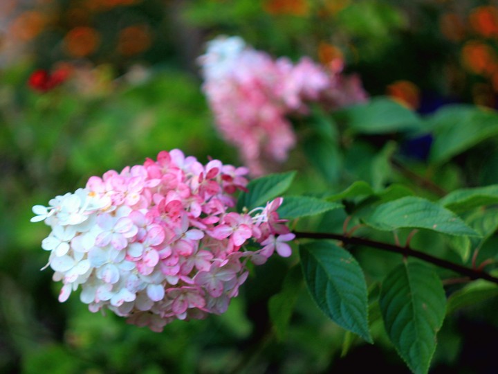 Beautiful hydrangea