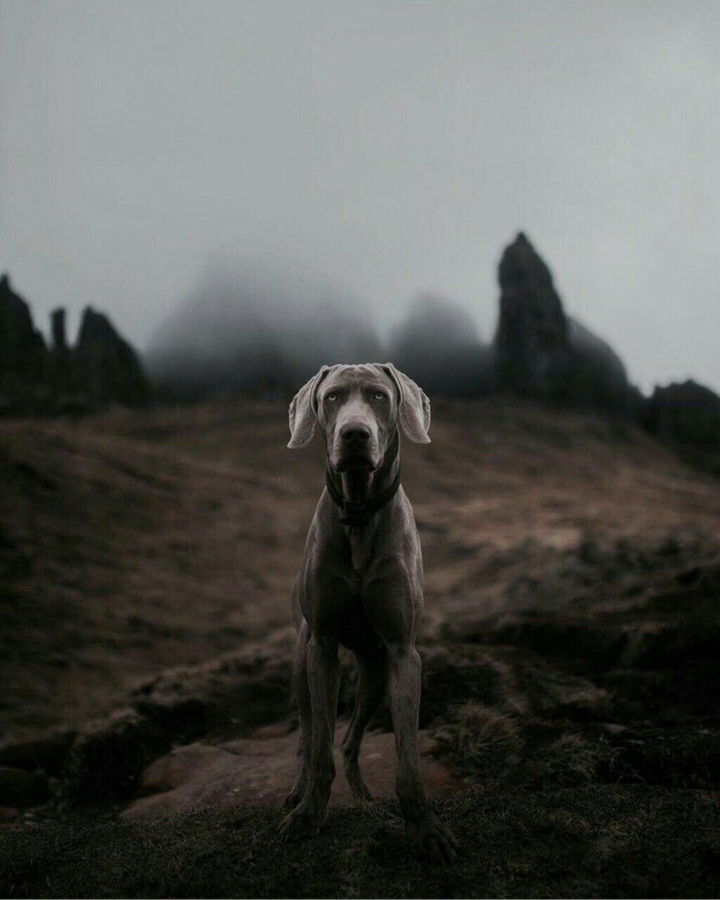 Собака