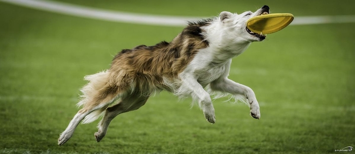 The Border Collie Because There Is No Better Dog