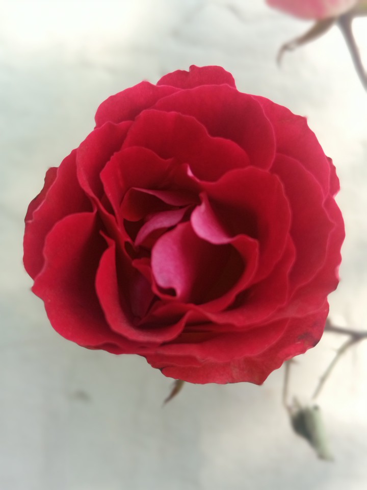 red walpaper