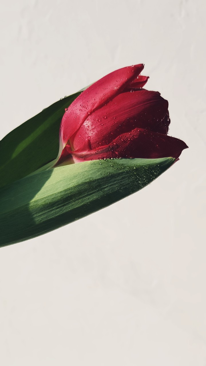 tulip