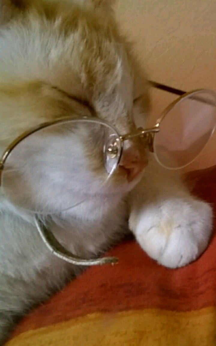 Funny cat