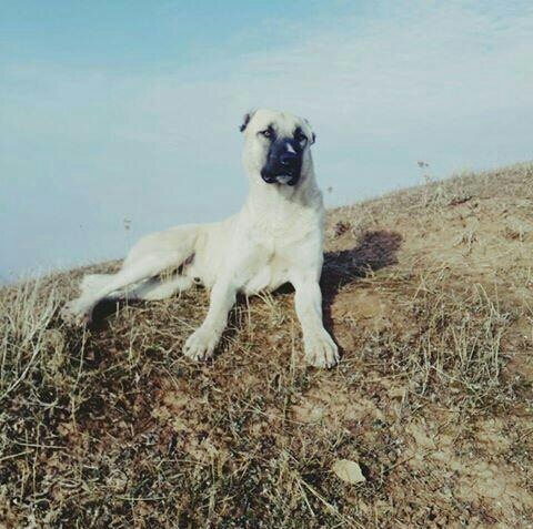 dog