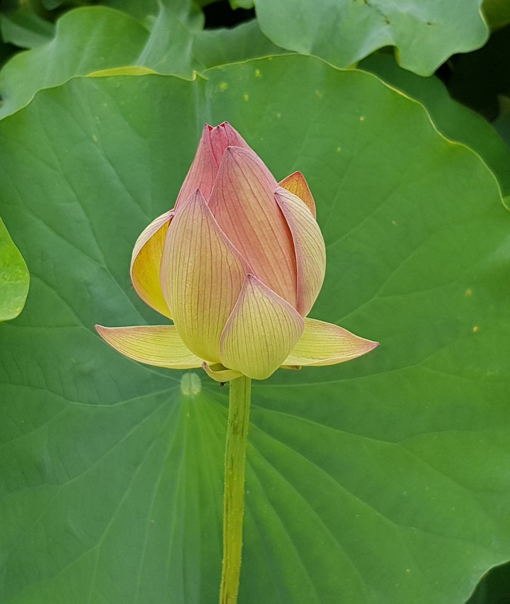 연꽃봉오리