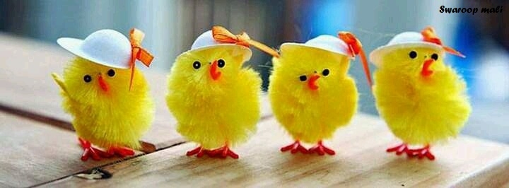 small chickens