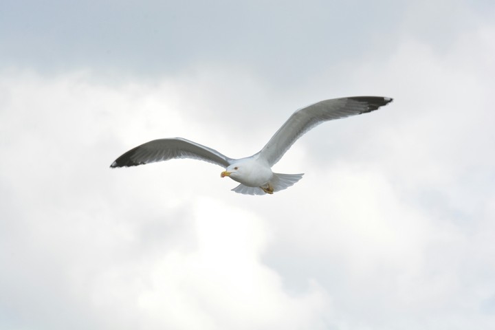 Freedom