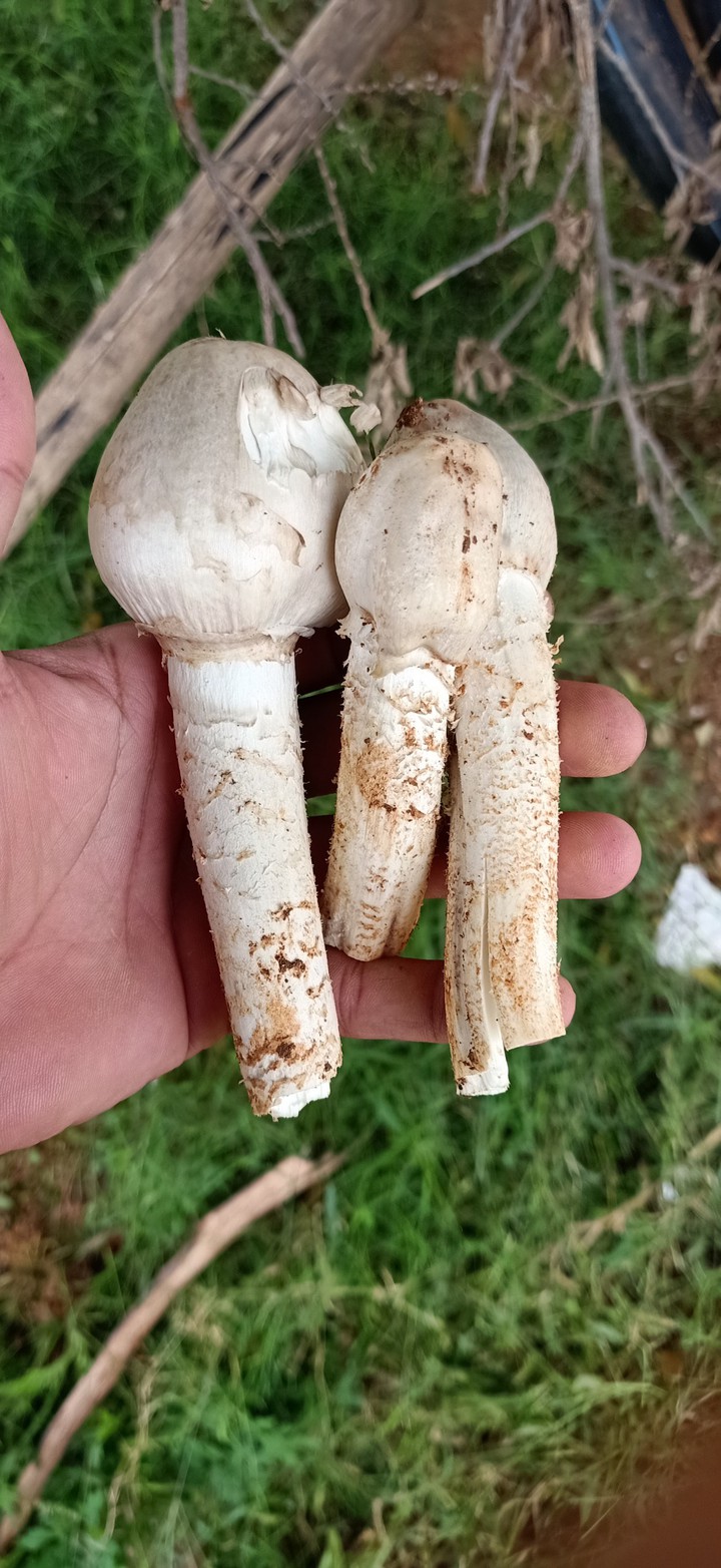 Mushrooms