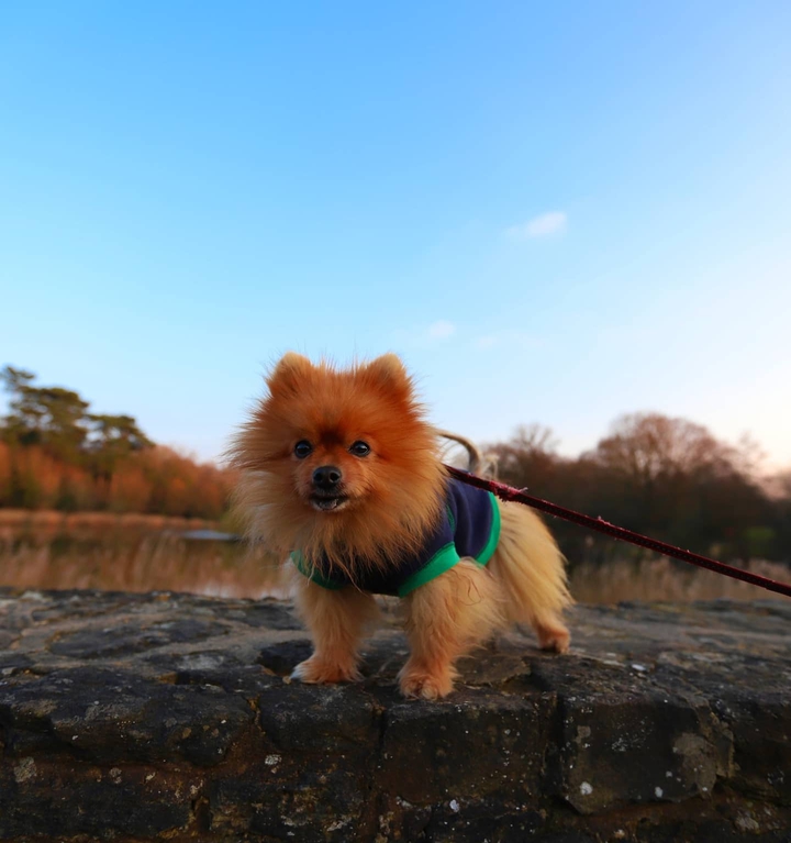 Pomeranian Dog