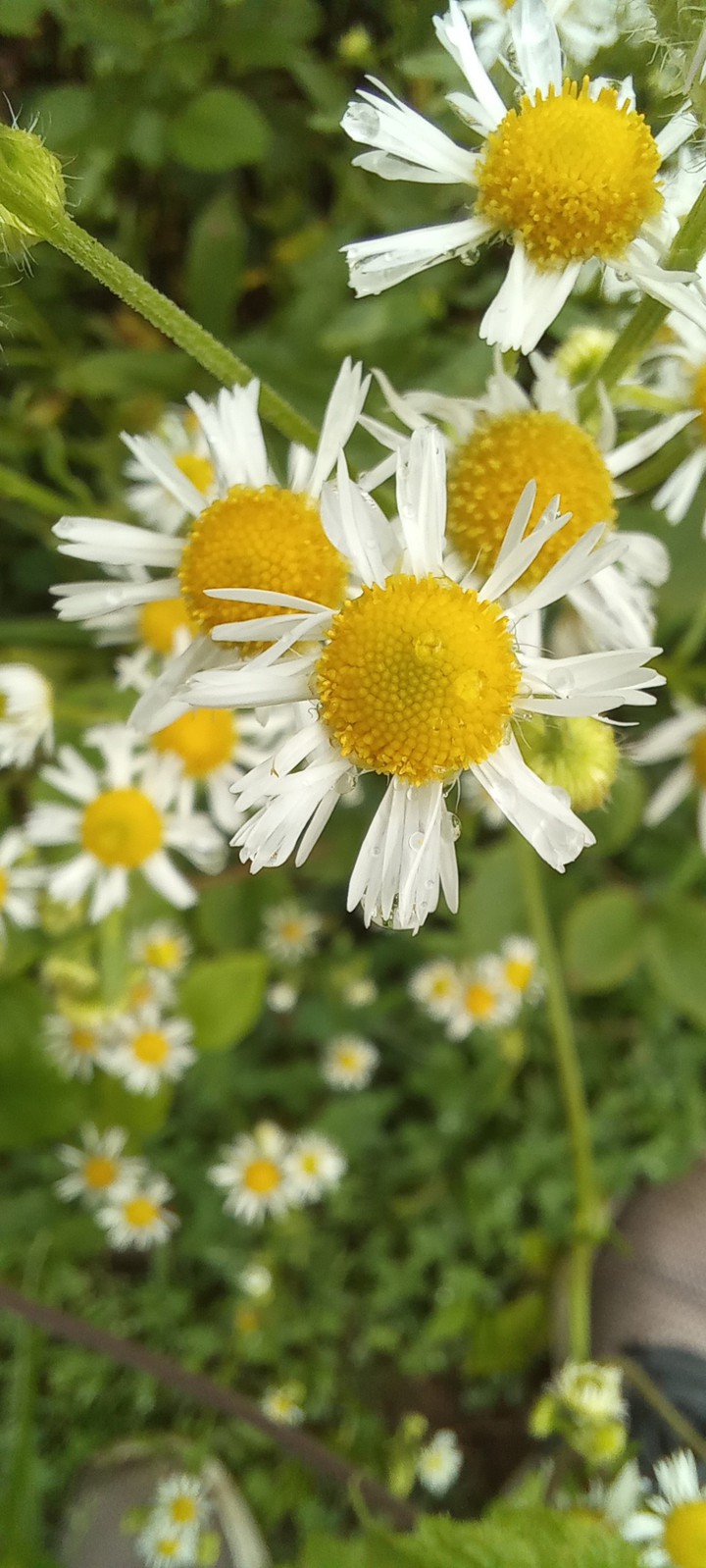 Daisy's
