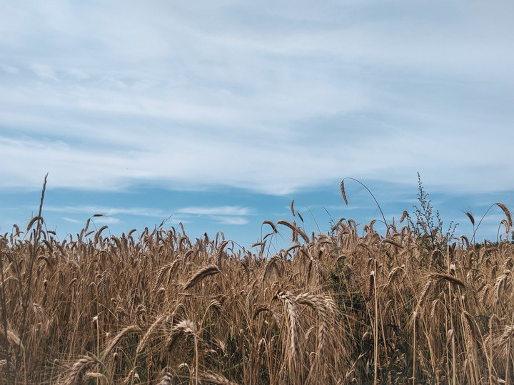 Wheat field