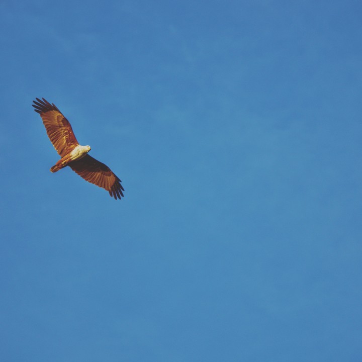 Fly high