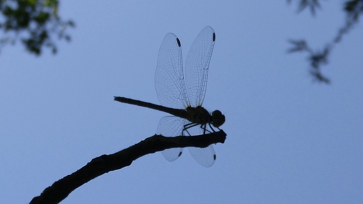 Dragonfly