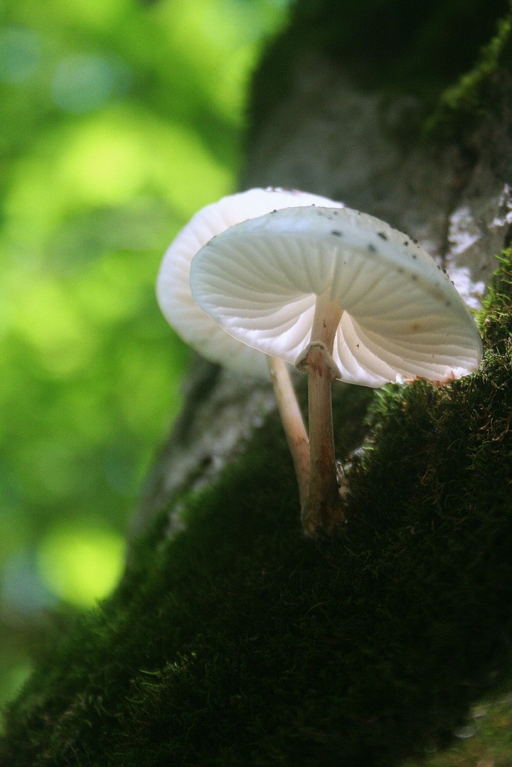 lantern