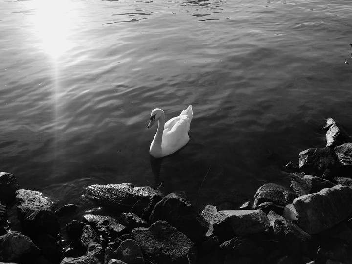 swimming around