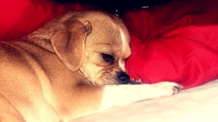#CuteDog
