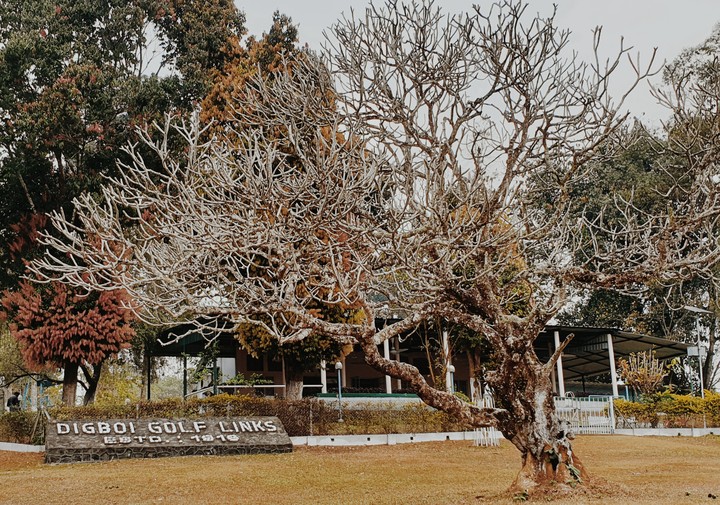 history behind the tree