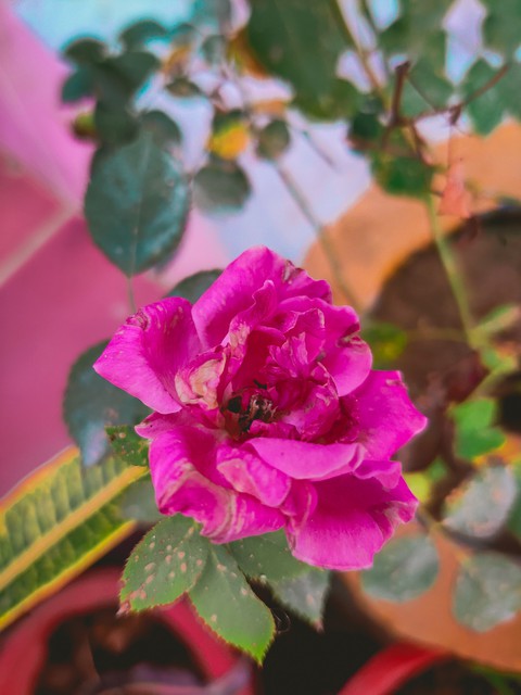 flower and bee