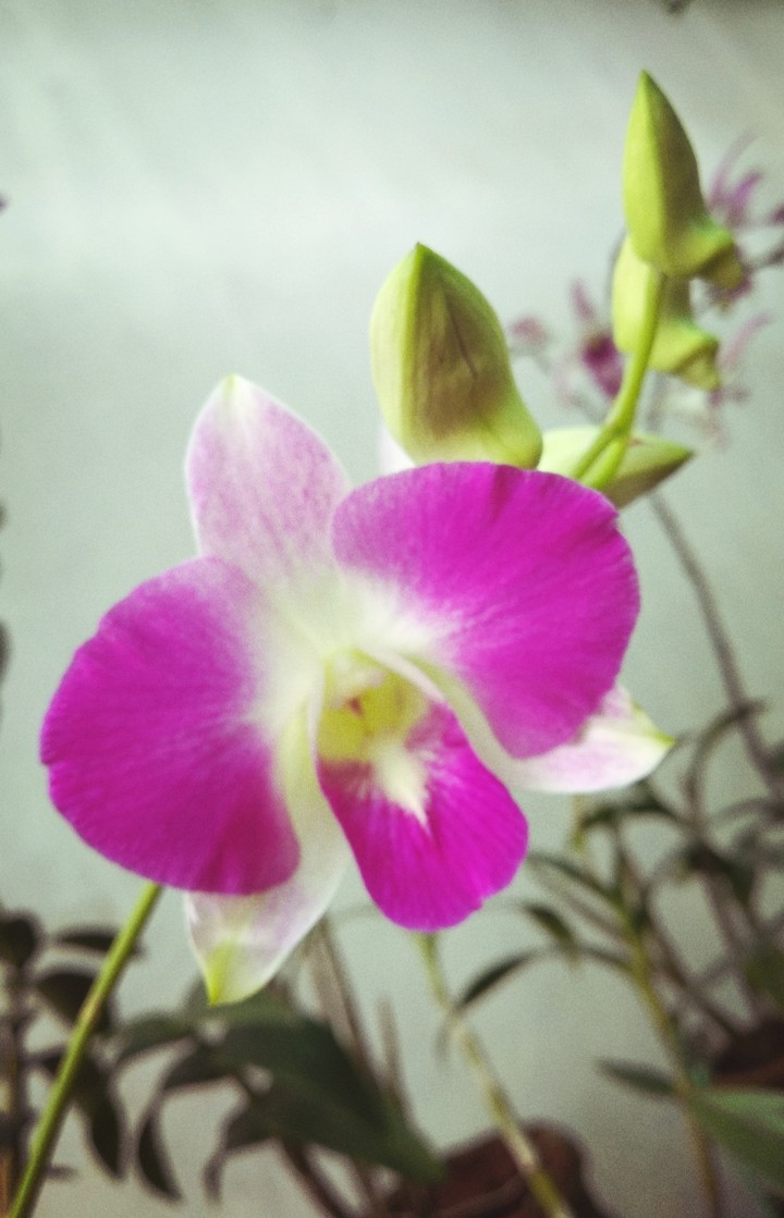 flower orkid