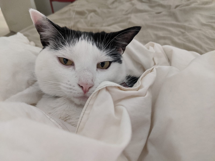 is me, the model cat